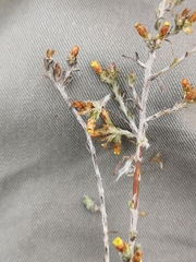 Helichrysum asperum asperum