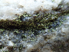 Thelocarpon laureri