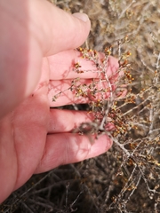 Helichrysum asperum asperum