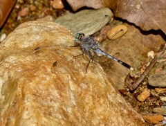 Diplacodes trivialis