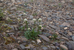 Eutrema edwardsii