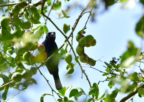 Blue Bunting (Cyanocompsa parellina), photo 5