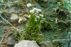 Eutrema edwardsii