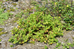 Grangea maderaspatana