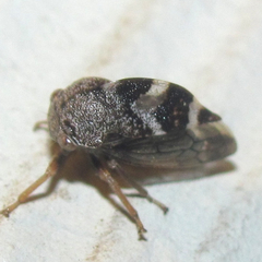 Cyrtolobus tuberosus
