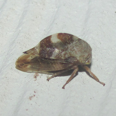 Cyrtolobus tuberosus