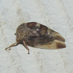 Cyrtolobus tuberosus