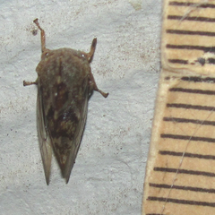 Cyrtolobus tuberosus