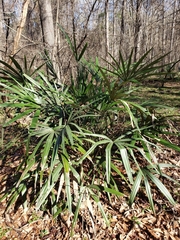 Rhapidophyllum hystrix