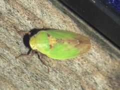 Ponana