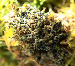 Bacidia bagliettoana