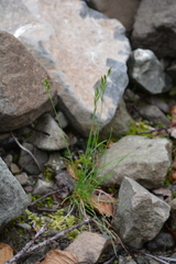 Festuca auriculata