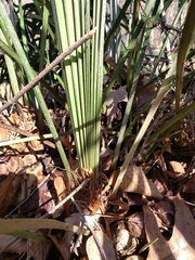 Rhapidophyllum hystrix