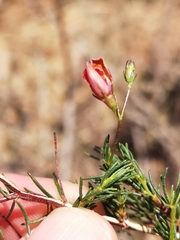 Aspalathus bracteata