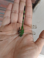 Erythemis vesiculosa