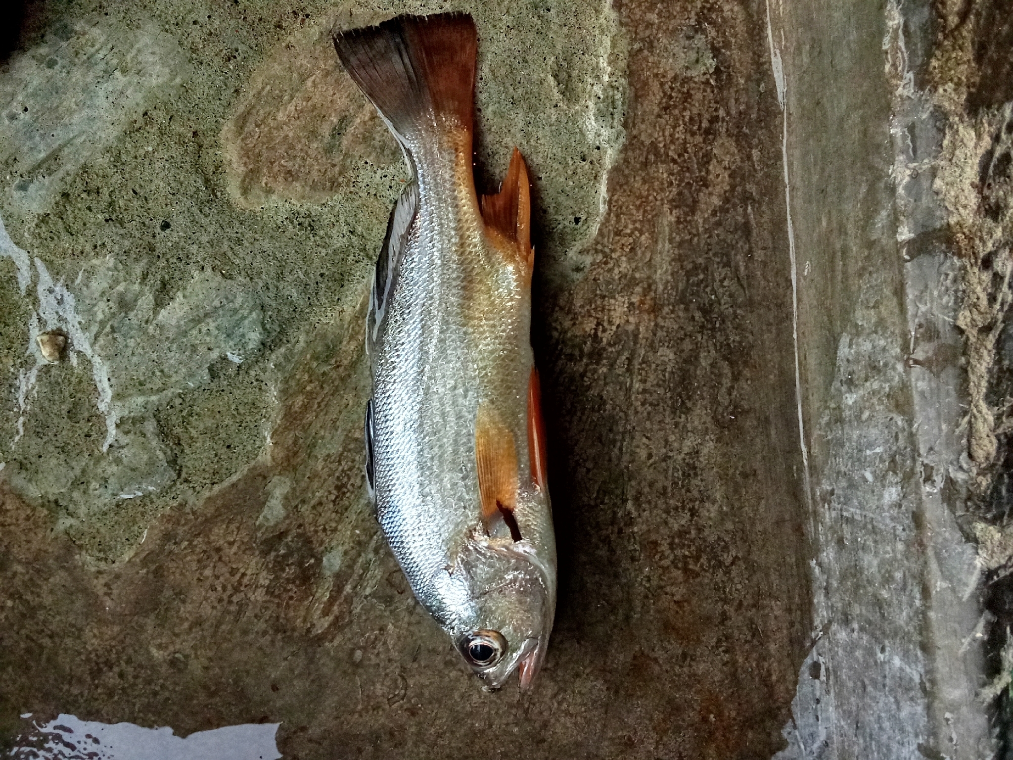 Swordspine Croaker