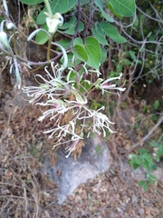 Bauhinia subrotundifolia