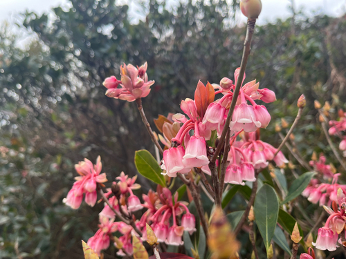 hanging bell enkianthus (Enkianthus quinqueflorus)