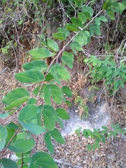 Bauhinia subrotundifolia