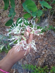 Bauhinia subrotundifolia