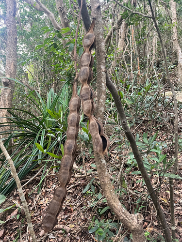 Mucuna birdwoodiana, photograph 1