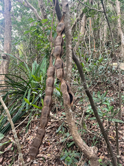 Mucuna birdwoodiana