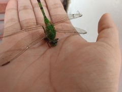 Erythemis vesiculosa