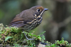 Grallaricula ochraceifrons