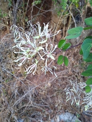 Bauhinia subrotundifolia