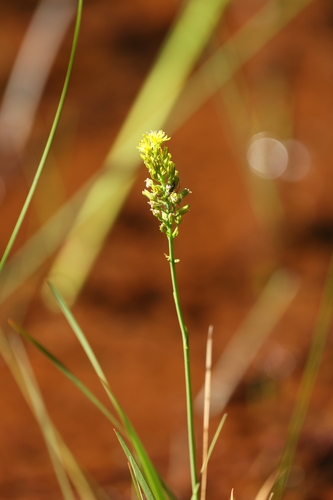 yellow asphodel (Narthecium americanum)
