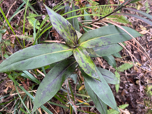 Angle-stemmed Hedyotis (Hedyotis acutangula)