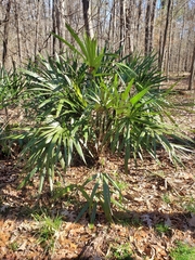 Rhapidophyllum hystrix