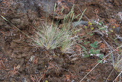 Festuca auriculata