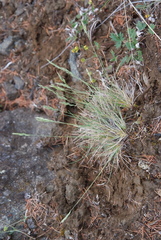 Festuca auriculata