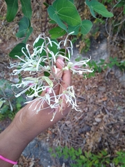 Bauhinia subrotundifolia