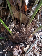 Rhapidophyllum hystrix