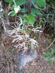 Bauhinia subrotundifolia