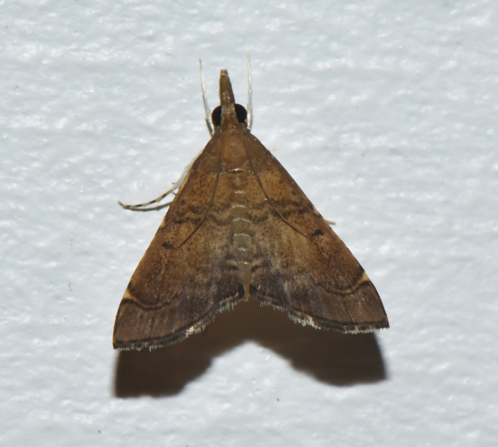 Diplopseustoides