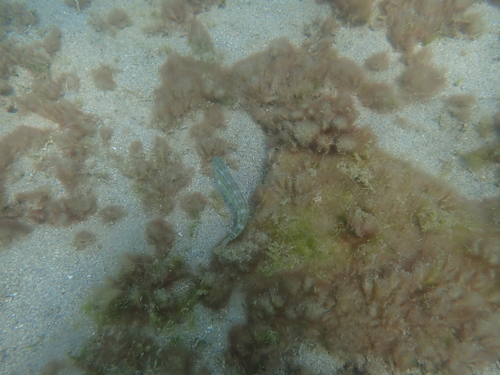 Cymolutes praetextatus, 2026-02-05