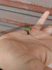 Erythemis vesiculosa