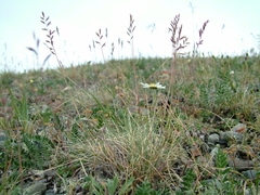 Festuca auriculata