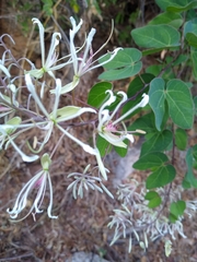 Bauhinia subrotundifolia