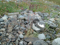 Festuca auriculata