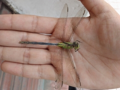 Erythemis vesiculosa