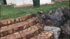 Chlorocebus tantalus