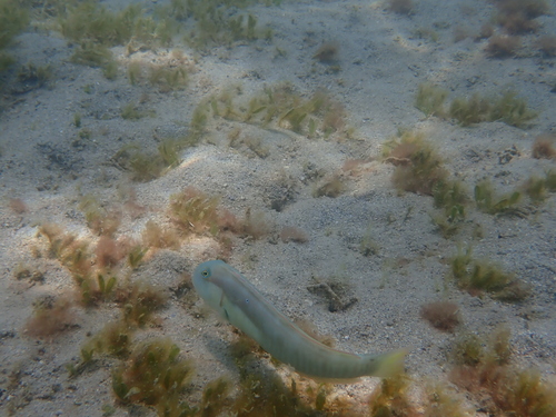 Cymolutes praetextatus, 2026-02-05