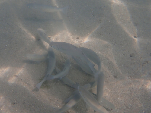 Osteomugil engeli observed 2026-02-05