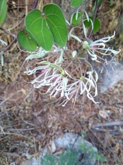Bauhinia subrotundifolia