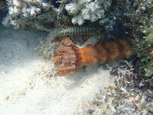 Pseudosquilla observed 2026-02-05