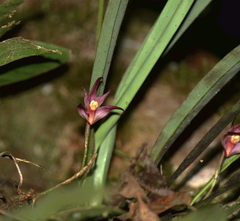 Maxillaria thurstoniorum